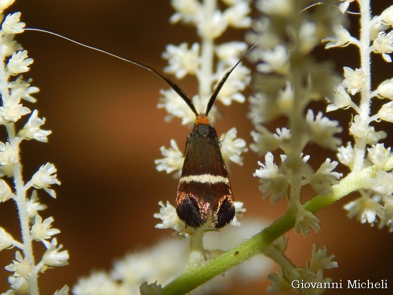 Adelidae da ID